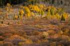 Autumn view of willows and aspen groves-Grand Teton National Park-Wyoming Art Print